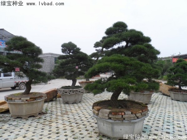 <a href='http://www.hn123.net.cn/linmuzhongzi/1716.html' target='_blank'>黑松種子</a>