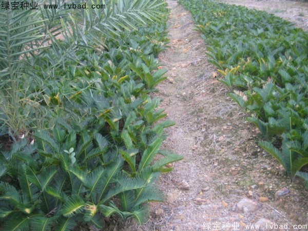 <a href='http://www.hn123.net.cn/linmuzhongzi/1717.html' target='_blank'>鐵樹(shù)種子</a>