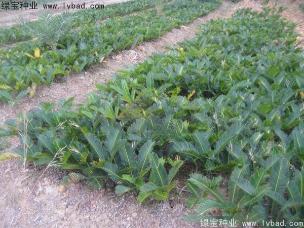 <a href='http://www.hn123.net.cn/linmuzhongzi/1717.html' target='_blank'>鐵樹(shù)種子</a>