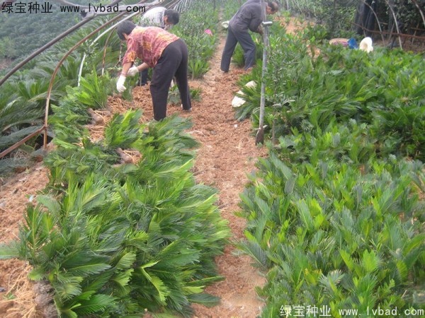 鐵樹(shù)種子