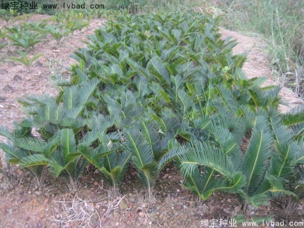 <a href='http://www.hn123.net.cn/linmuzhongzi/1717.html' target='_blank'>鐵樹(shù)</a><a href='http://www.hn123.net.cn/' target='_blank'>種子</a>