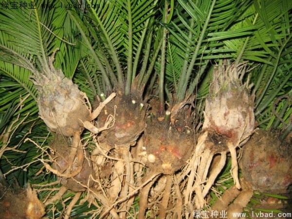 鐵樹(shù)種子
