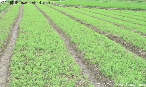 <a href='http://www.hn123.net.cn/linmuzhongzi/1720.html' target='_blank'>水杉</a><a href='http://www.hn123.net.cn/' target='_blank'>種子</a>