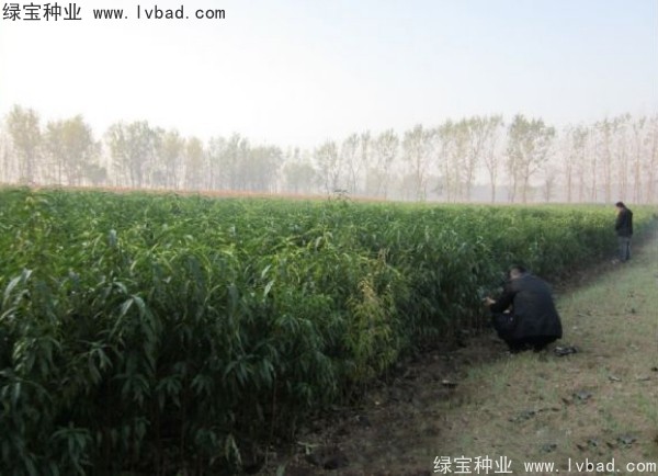 <a href='http://www.hn123.net.cn/linmuzhongzi/1723.html' target='_blank'>桃樹種子</a>