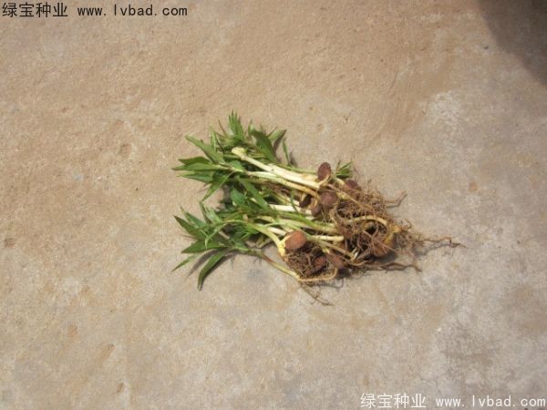 <a href='http://www.hn123.net.cn/linmuzhongzi/1723.html' target='_blank'>桃樹</a><a href='http://www.hn123.net.cn/' target='_blank'>種子</a>