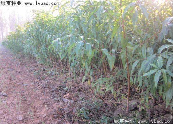 <a href='http://www.hn123.net.cn/linmuzhongzi/1723.html' target='_blank'>桃樹種子</a>