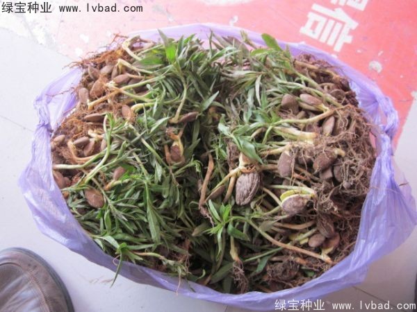 <a href='http://www.hn123.net.cn/linmuzhongzi/1723.html' target='_blank'>桃樹</a><a href='http://www.hn123.net.cn/' target='_blank'>種子</a>