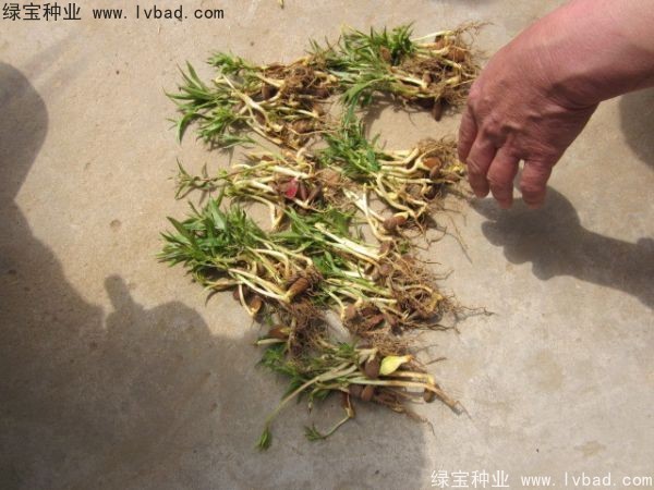 <a href='http://www.hn123.net.cn/linmuzhongzi/1723.html' target='_blank'>桃樹種子</a>