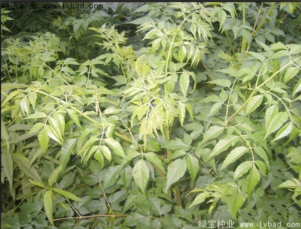 苦楝<a href='http://www.hn123.net.cn/' target='_blank'>種子</a>