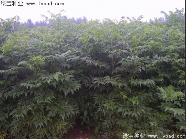 <a href='http://www.hn123.net.cn/linmuzhongzi/1725.html' target='_blank'>苦楝</a><a href='http://www.hn123.net.cn/' target='_blank'>種子</a>