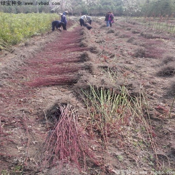 日本<a href='http://www.hn123.net.cn/linmuzhongzi/1706.html' target='_blank'>紅楓種子</a>
