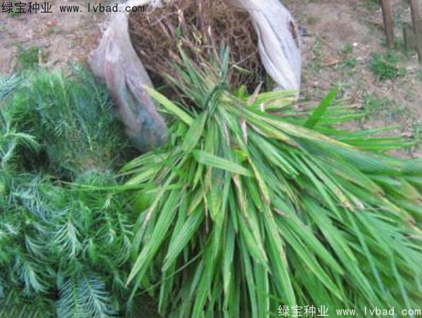 <a href='http://www.hn123.net.cn/linmuzhongzi/1727.html' target='_blank'>棕櫚種子</a>