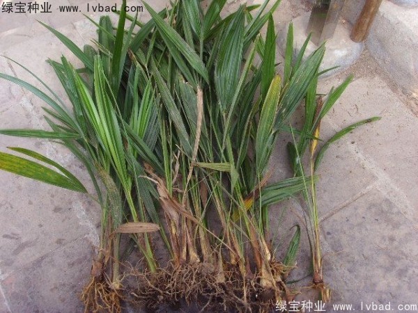 <a href='http://www.hn123.net.cn/linmuzhongzi/1727.html' target='_blank'>棕櫚種子</a>