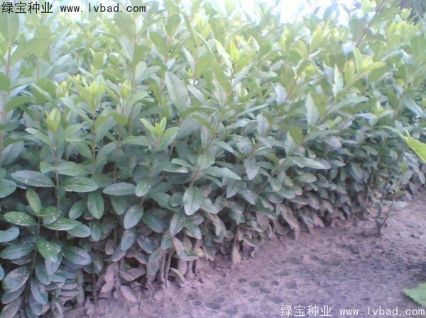 水臘<a href='http://www.hn123.net.cn/' target='_blank'>種子</a>