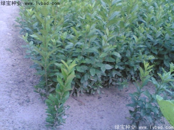 <a href='http://www.hn123.net.cn/linmuzhongzi/1728.html' target='_blank'>水臘種子</a>