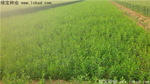 <a href='http://www.hn123.net.cn/linmuzhongzi/1732.html' target='_blank'>水蠟種子</a>
