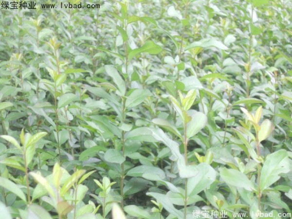 <a href='http://www.hn123.net.cn/linmuzhongzi/1732.html' target='_blank'>水蠟種子</a>