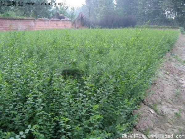<a href='http://www.hn123.net.cn/linmuzhongzi/1732.html' target='_blank'>水蠟種子</a>