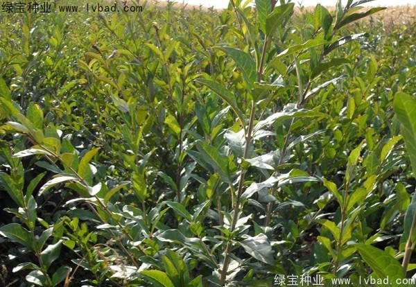 <a href='http://www.hn123.net.cn/linmuzhongzi/1732.html' target='_blank'>水蠟</a><a href='http://www.hn123.net.cn/' target='_blank'>種子</a>