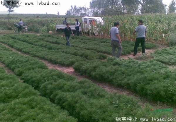 油松<a href='http://www.hn123.net.cn/' target='_blank'>種子</a>