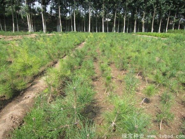 <a href='http://www.hn123.net.cn/linmuzhongzi/1733.html' target='_blank'>油松種子</a>