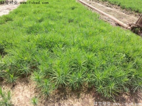 <a href='http://www.hn123.net.cn/linmuzhongzi/1733.html' target='_blank'>油松</a><a href='http://www.hn123.net.cn/' target='_blank'>種子</a>
