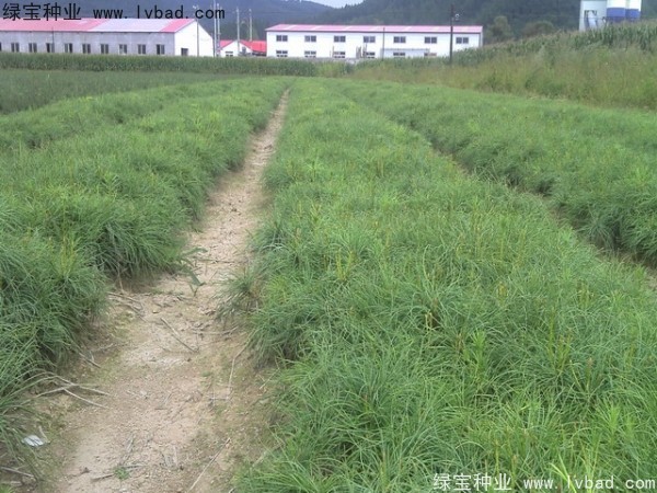 油松<a href='http://www.hn123.net.cn/' target='_blank'>種子</a>