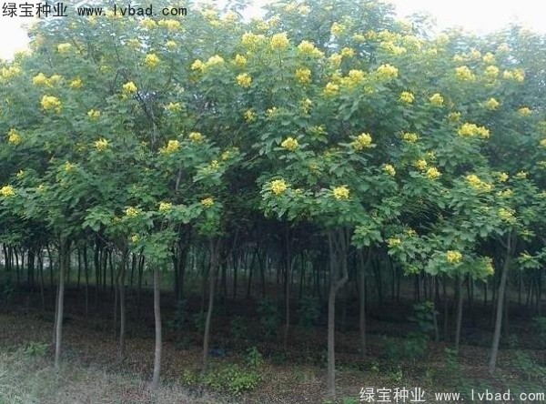 <a href='http://www.hn123.net.cn/linmuzhongzi/1735.html' target='_blank'>黃花槐種子</a>