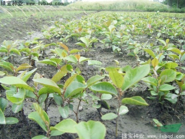 中華<a href='http://www.hn123.net.cn/linmuzhongzi/2255.html' target='_blank'>蚊母種子</a>