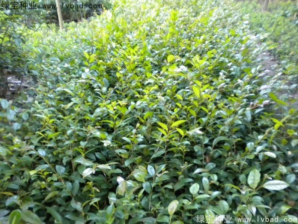 <a href='http://www.hn123.net.cn/linmuzhongzi/1736.html' target='_blank'>中華蚊母種子</a>