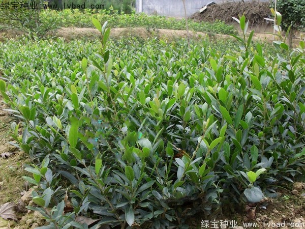 中華<a href='http://www.hn123.net.cn/linmuzhongzi/2255.html' target='_blank'>蚊母種子</a>