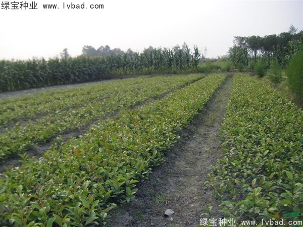 <a href='http://www.hn123.net.cn/linmuzhongzi/1736.html' target='_blank'>中華蚊母</a><a href='http://www.hn123.net.cn/' target='_blank'>種子</a>