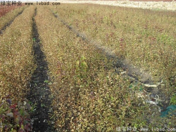 <a href='http://www.hn123.net.cn/linmuzhongzi/1737.html' target='_blank'>暴馬丁香種子</a>
