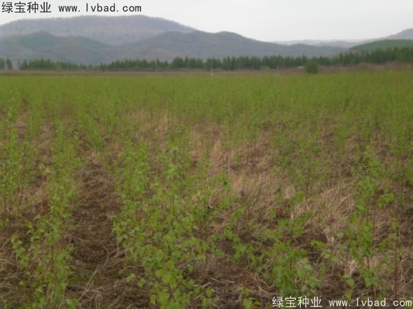 白樺<a href='http://www.hn123.net.cn/' target='_blank'>種子</a>