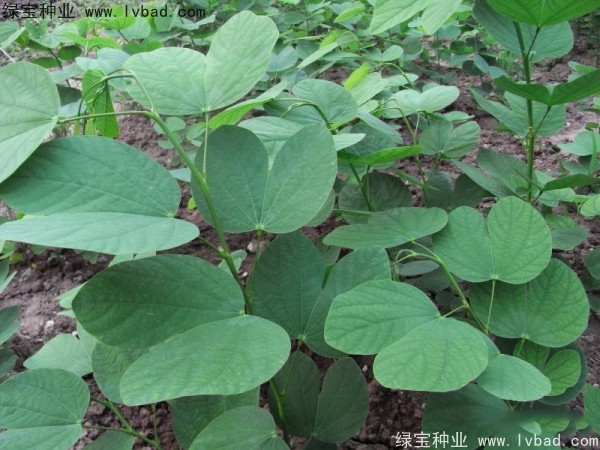 <a href='http://www.hn123.net.cn/linmuzhongzi/1739.html' target='_blank'>羊蹄甲</a><a href='http://www.hn123.net.cn/' target='_blank'>種子</a>