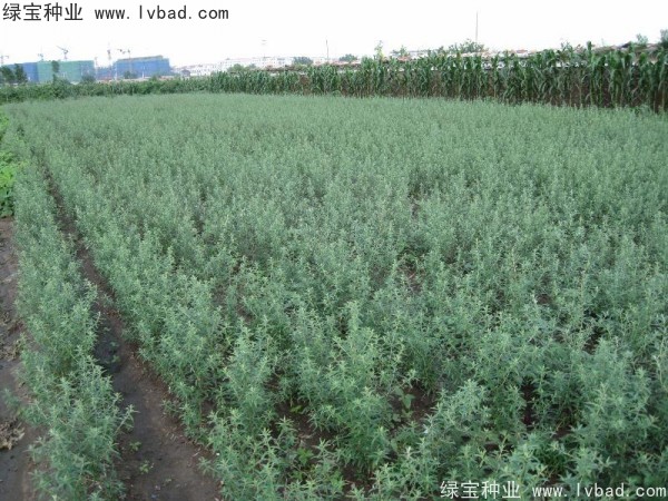 <a href='http://www.hn123.net.cn/linmuzhongzi/1740.html' target='_blank'>沙棘種子</a>