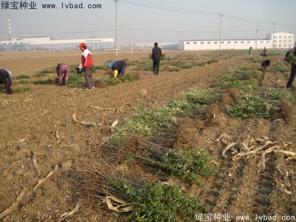沙棘<a href='http://www.hn123.net.cn/' target='_blank'>種子</a>