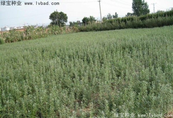 沙棘<a href='http://www.hn123.net.cn/' target='_blank'>種子</a>