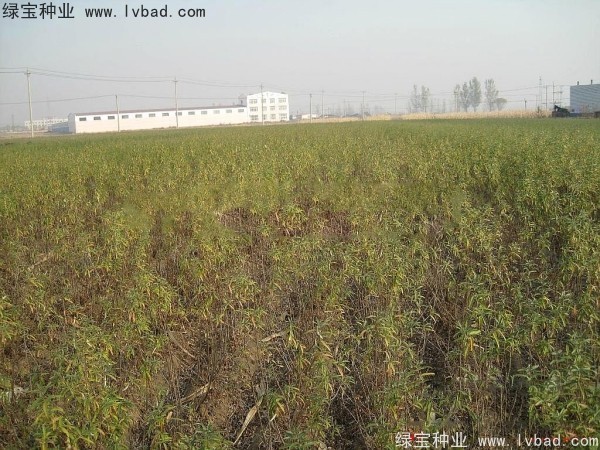 <a href='http://www.hn123.net.cn/linmuzhongzi/1740.html' target='_blank'>沙棘種子</a>