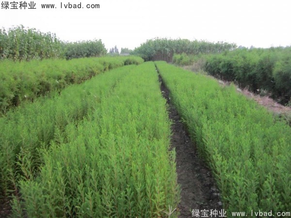 落羽杉<a href='http://www.hn123.net.cn/' target='_blank'>種子</a>