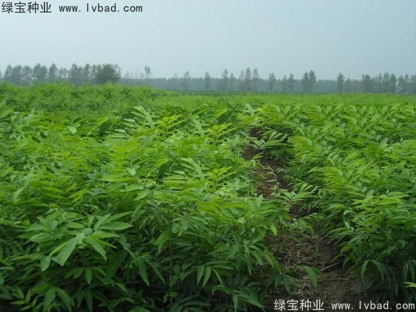 <a href='http://www.hn123.net.cn/linmuzhongzi/1742.html' target='_blank'>無患子</a><a href='http://www.hn123.net.cn/' target='_blank'>種子</a>