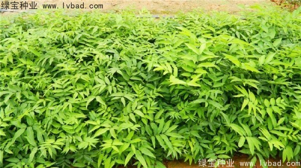 <a href='http://www.hn123.net.cn/linmuzhongzi/1742.html' target='_blank'>無患子種子</a>