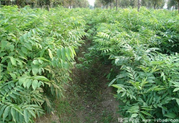 <a href='http://www.hn123.net.cn/linmuzhongzi/1742.html' target='_blank'>無患子種子</a>