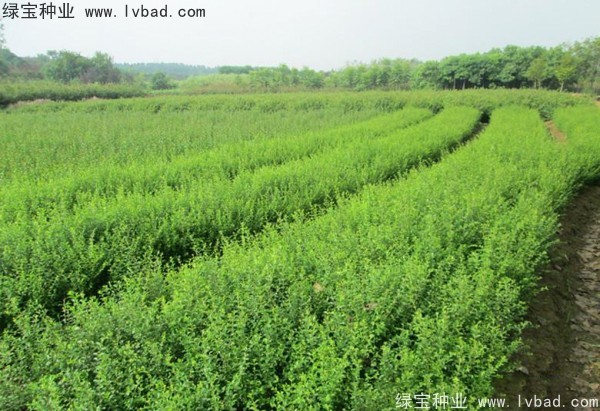 <a href='http://www.hn123.net.cn/linmuzhongzi/1743.html' target='_blank'>小葉女貞種子</a>