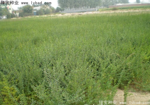 <a href='http://www.hn123.net.cn/linmuzhongzi/1743.html' target='_blank'>小葉女貞種子</a>
