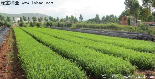 <a href='http://www.hn123.net.cn/linmuzhongzi/1743.html' target='_blank'>小葉女貞</a><a href='http://www.hn123.net.cn/' target='_blank'>種子</a>