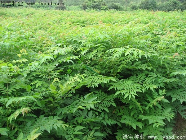 <a href='http://www.hn123.net.cn/linmuzhongzi/1745.html' target='_blank'>黃山欒樹種子</a>