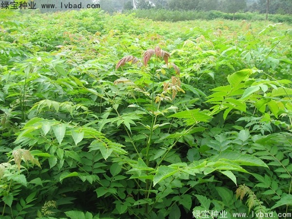 <a href='http://www.hn123.net.cn/linmuzhongzi/1745.html' target='_blank'>黃山欒樹種子</a>