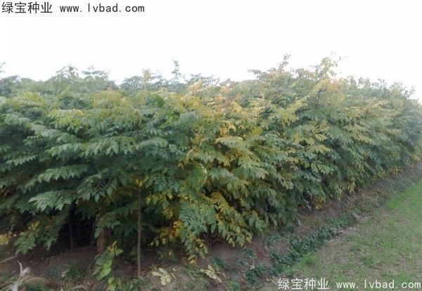 黃山<a href='http://www.hn123.net.cn/linmuzhongzi/1710.html' target='_blank'>欒樹種子</a>