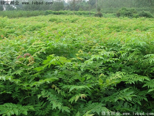 黃山<a href='http://www.hn123.net.cn/linmuzhongzi/1710.html' target='_blank'>欒樹種子</a>